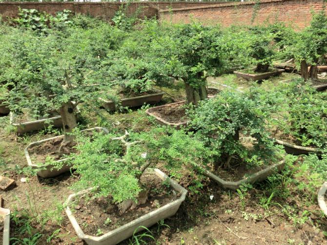 供應(yīng)湖北對接白蠟160公分樹樁下山貨京山對節(jié)白蠟盆景
