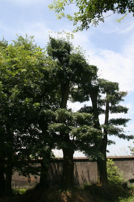 供應(yīng)對節(jié)白蠟景觀樹