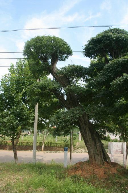 對接白蠟圖片/對接白蠟樣板圖 (4)