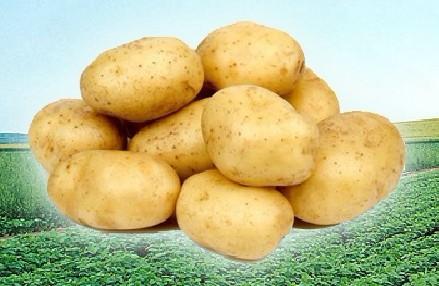 張家口馬鈴薯冷藏庫建造圖片