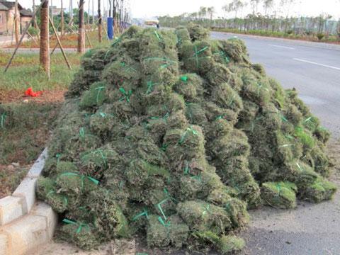 供應(yīng)臺灣地毯草夏威夷大葉油草兩耳草