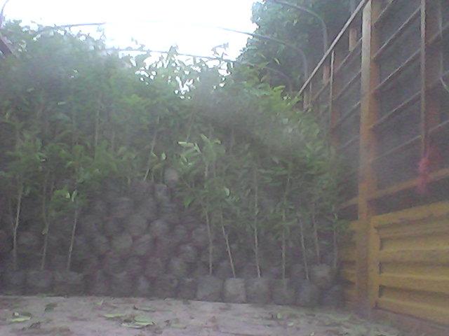 供應(yīng)廣西白木香苗價(jià)格