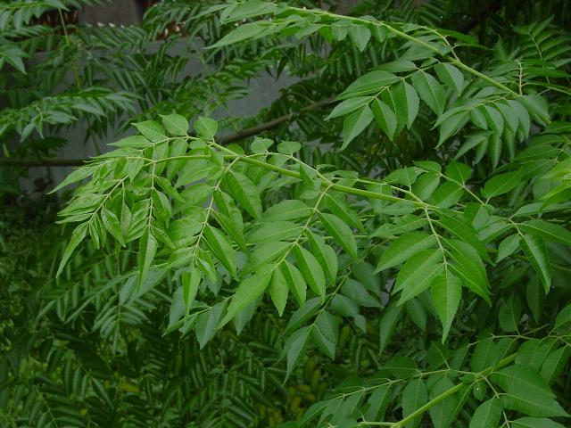 供應(yīng)玉林市苦楝木種苗批發(fā)價(jià)只賣1元