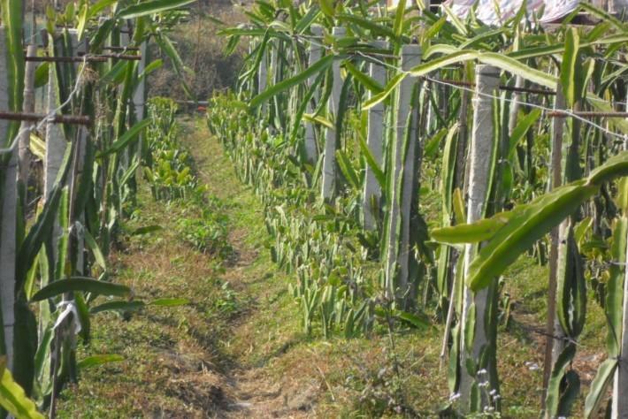 供應(yīng)優(yōu)質(zhì)火龍果苗批發(fā)