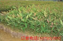 供應(yīng)3229號按樹組培苗