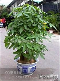供應重慶植物租賃價格、重慶綠色植物花卉租擺、花卉租擺怎么定價