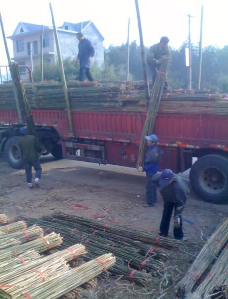 供應(yīng)這里是大棚毛竹片銷售市場