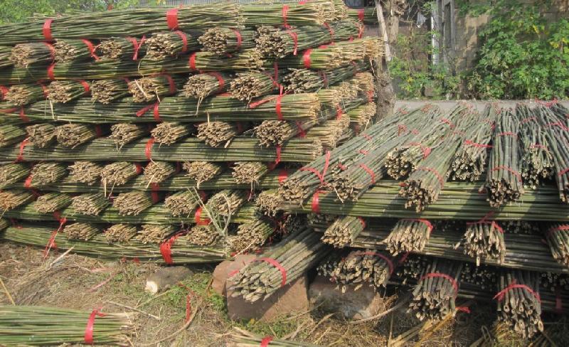 供應(yīng)菜架竹，架菜，毛竹，小山竹 菜架竹架菜毛竹小山竹