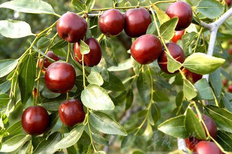 供應(yīng)哪有棗樹苗哪賣棗樹苗