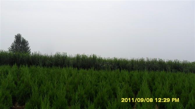 優(yōu)質(zhì)蜀儈苗 蜀儈苗基地 優(yōu)質(zhì)蜀儈苗 蜀儈苗基地