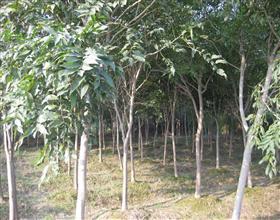 供應(yīng)基地優(yōu)質(zhì)皂角苗