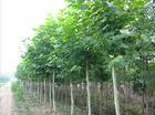 供應(yīng)國槐