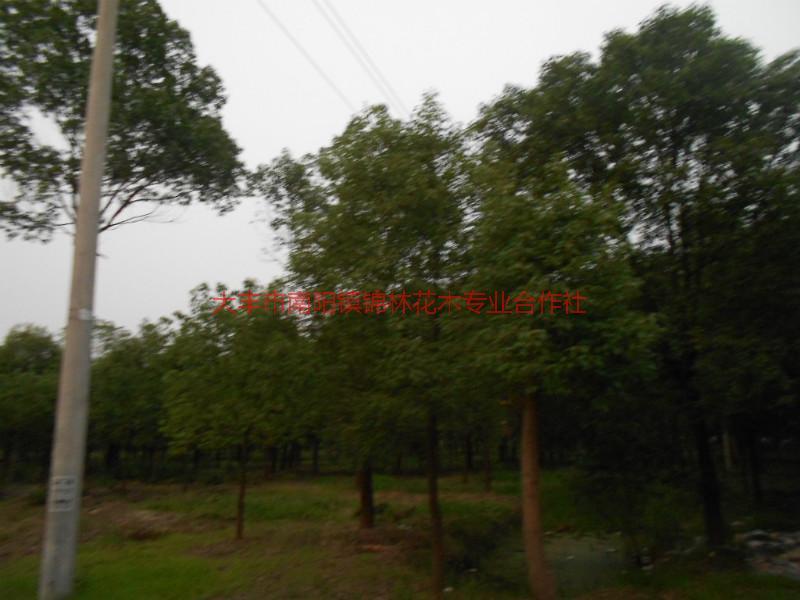 供應大葉女貞的產(chǎn)地，江蘇鹽城大葉女貞種植地，大葉女貞育苗