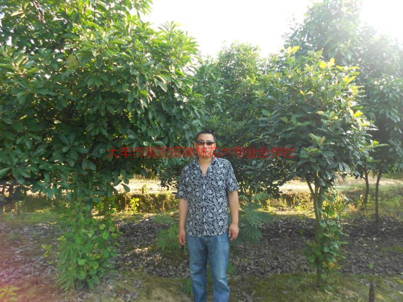 供應江蘇柿子樹種植基地價格，柿子樹的報價，哪里柿子樹品種好*