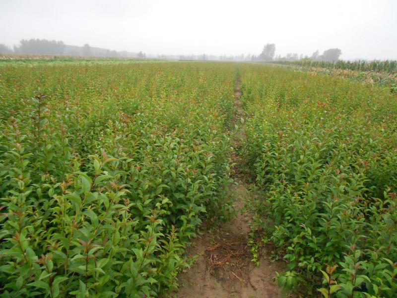 供應哪里大葉女貞*，安徽高桿女貞的價格，江蘇大葉女貞報價