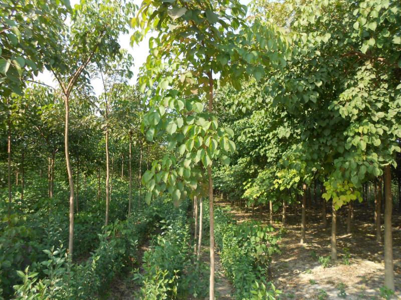 供應(yīng)鹽城大葉女貞直銷批發(fā)商，鹽城大豐大葉女貞種植基地