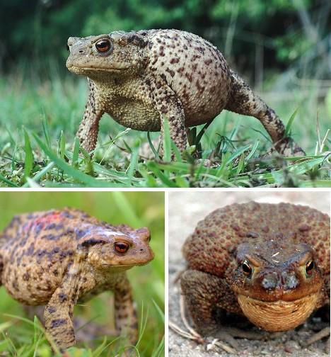 菏泽市野生蟾蜍野生黄鼠狼野生癞蛤蟆厂家供应野生蟾蜍野生黄鼠狼野生癞蛤蟆