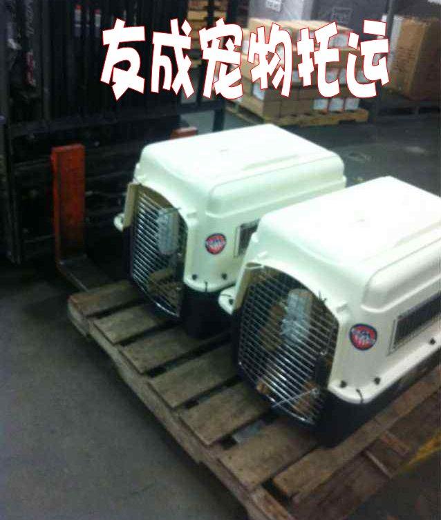 寵物出國/寵物回國圖片
