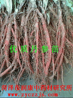 供應(yīng)丹參秧