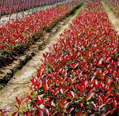 供應(yīng)漳州紅葉石楠