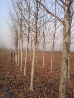 供應(yīng)法桐法桐速生法桐