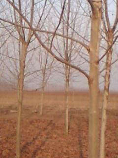 供應(yīng)法桐法桐速生法桐