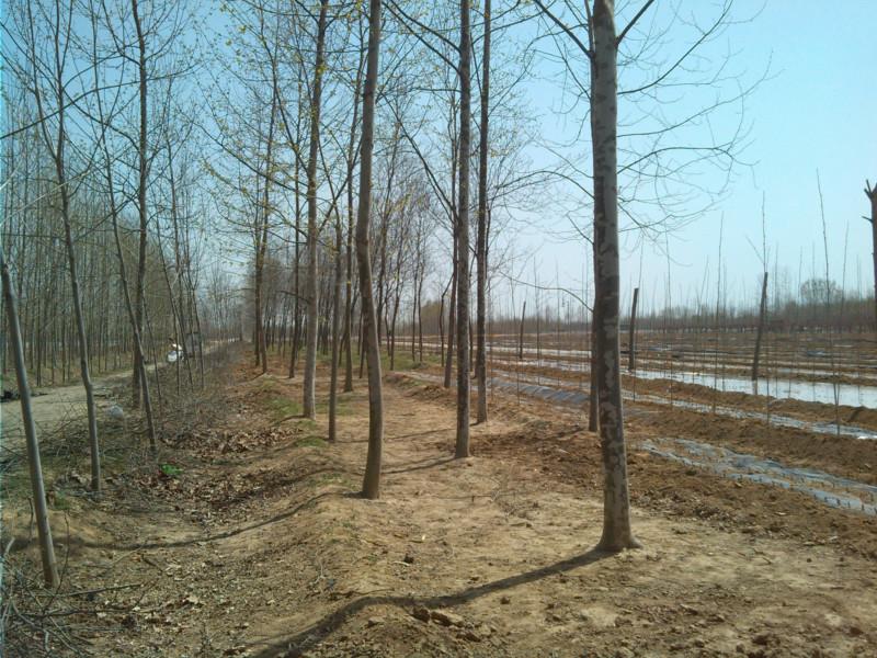 20公分法桐全冠價(jià)格圖片