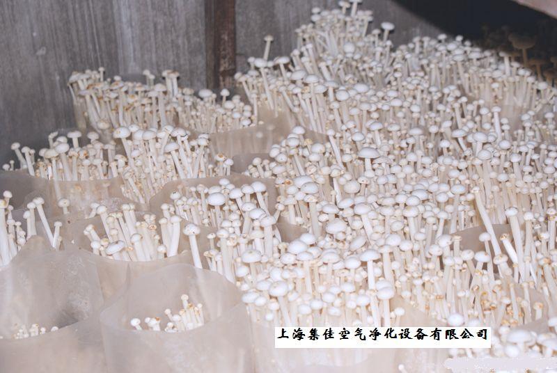 食用菌圖片/食用菌樣板圖 (3)