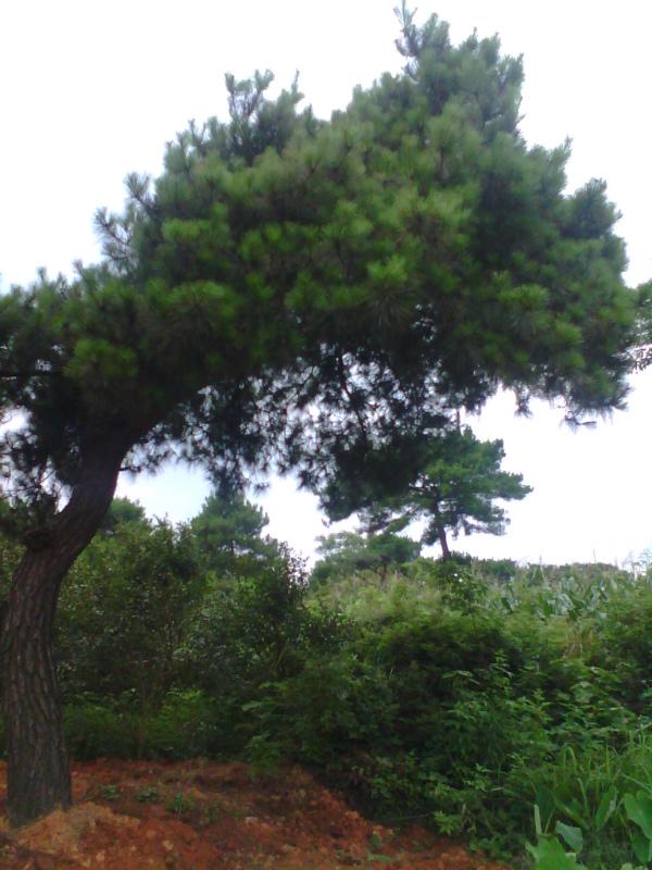 供應(yīng)移植馬尾松