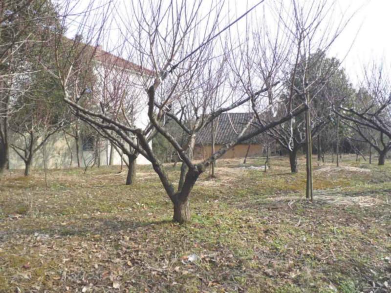 供應(yīng)11公分紅梅*供應(yīng)