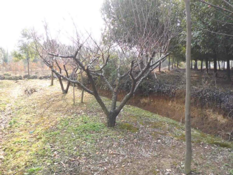 供應(yīng)11公分紅梅*供應(yīng)