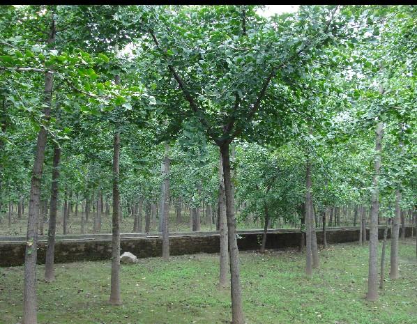 供應(yīng)各類綠化苗