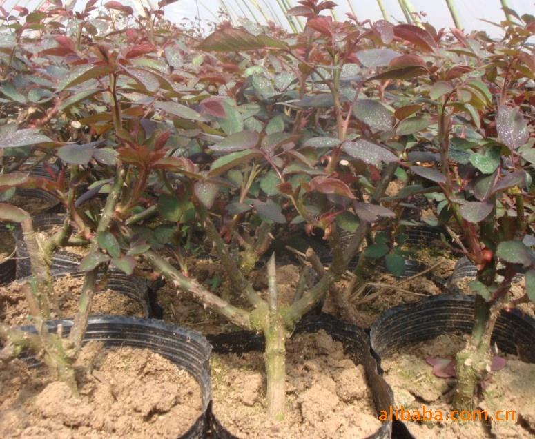 供應(yīng)各類綠化苗