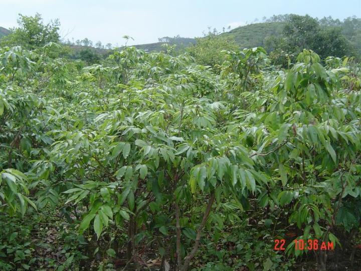 供應(yīng)各類龍眼苗