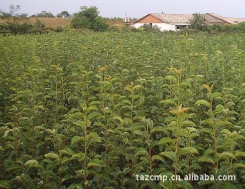 供應(yīng)櫻桃樹苗-櫻桃實(shí)生苗-大櫻桃苗