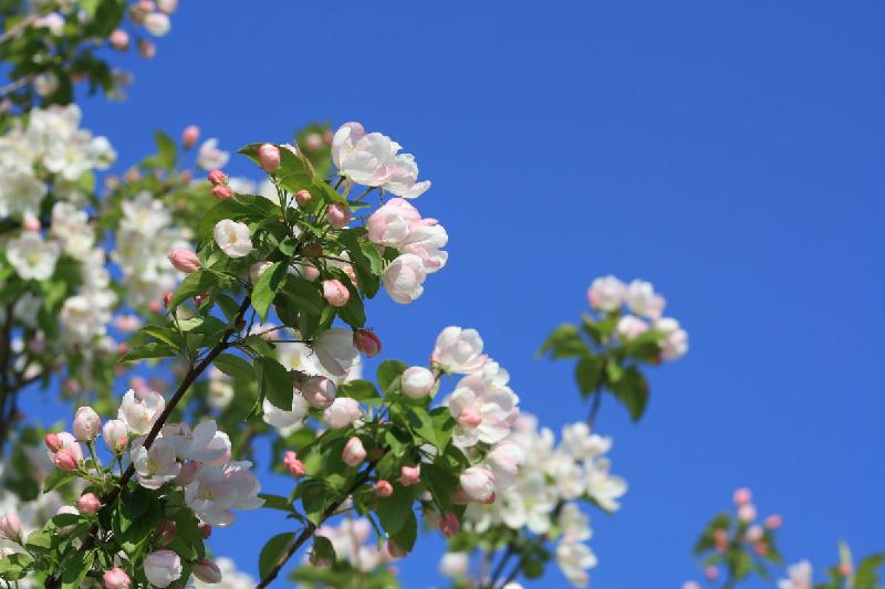 金紅海棠樹最大培育基地圖片
