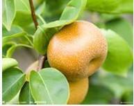 供應(yīng)梨樹電話