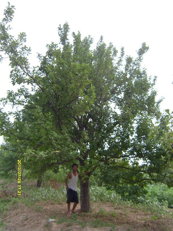 大量批發(fā)海棠樹圖片