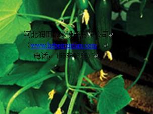 供應河北果樹滴灌管批發(fā)|廠家優(yōu)惠大