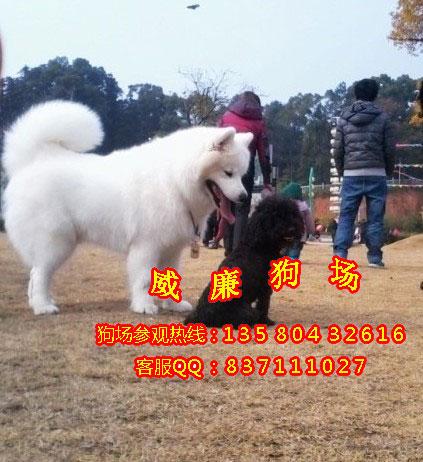 供應(yīng)廣州哪里有賣薩摩耶