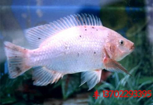 供應(yīng)惠州市龍門縣白鯧魚苗魚花批發(fā)