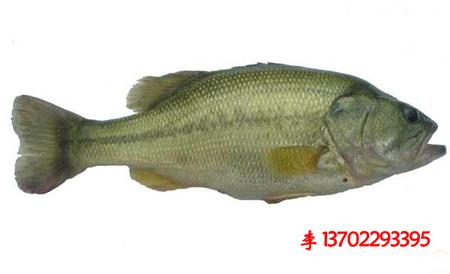 供應(yīng)清遠(yuǎn)市英德市白鯧魚苗魚花批發(fā)