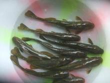 白鯧魚苗圖片/白鯧魚苗樣板圖 (2)