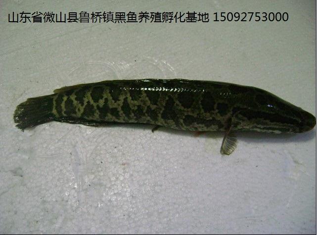 黑魚苗圖片/黑魚苗樣板圖 (3)