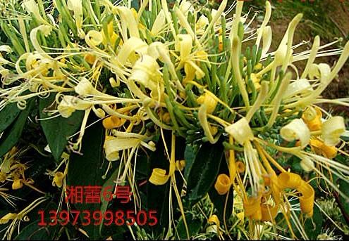 供應(yīng)湘蕾樹形金銀花苗 湘蕾樹形金銀花苗價 湘蕾樹形金銀花苗批發(fā)