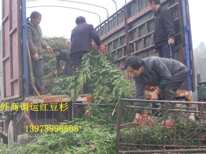 供應湖南毛桃苗-湖南毛桃苗價格-湖南毛桃苗批發(fā)價格-湖南毛桃苗公司
