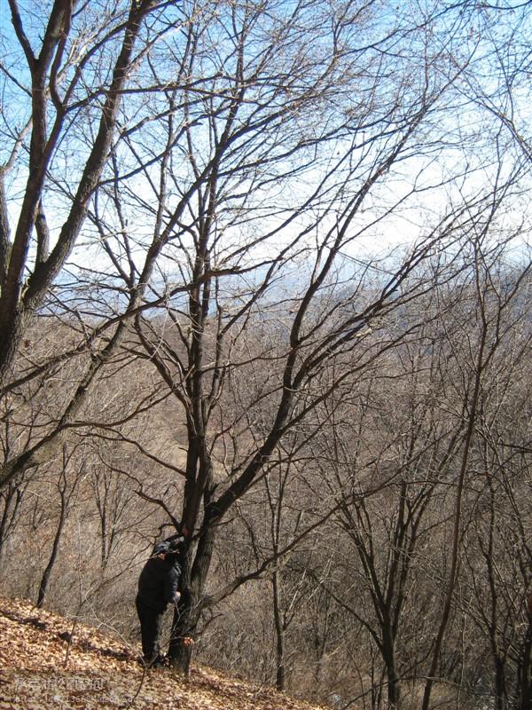 供應(yīng)“五角楓”批發(fā)河北苗木