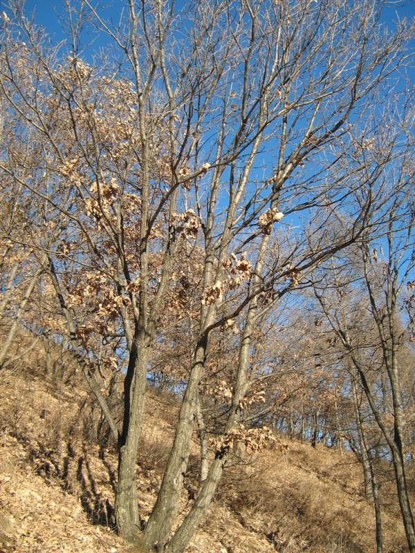 供應(yīng)淮北山蒙古櫟價(jià)格；淮北山蒙古櫟批發(fā)； 淮北山蒙古櫟苗木基地