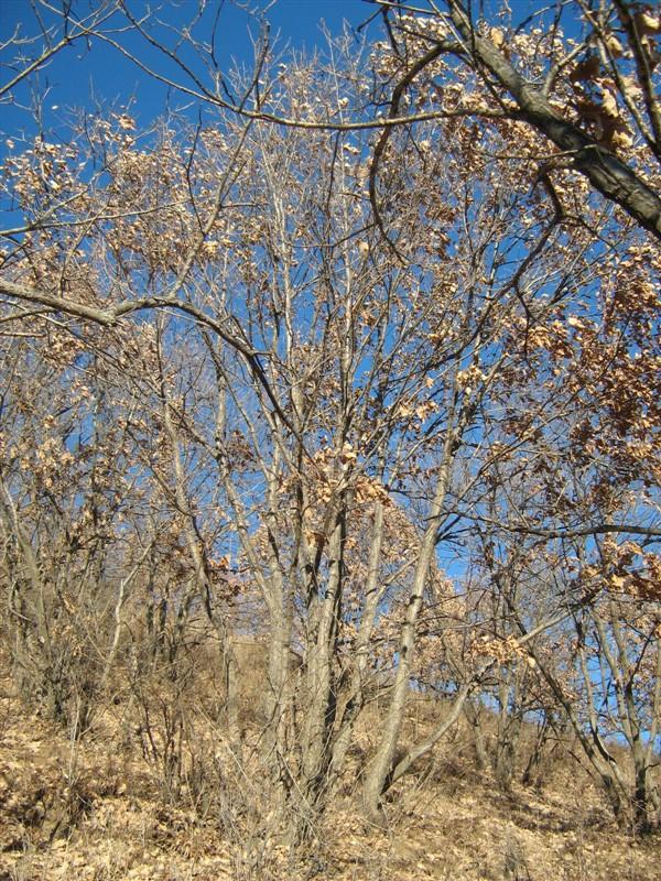 供應“蒙古櫟”叢生6-9公分