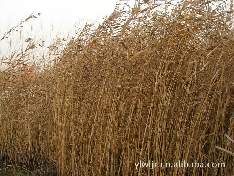 供應沙地種植蘆葦固沙蘆葦蘆葦苗蘆葦根